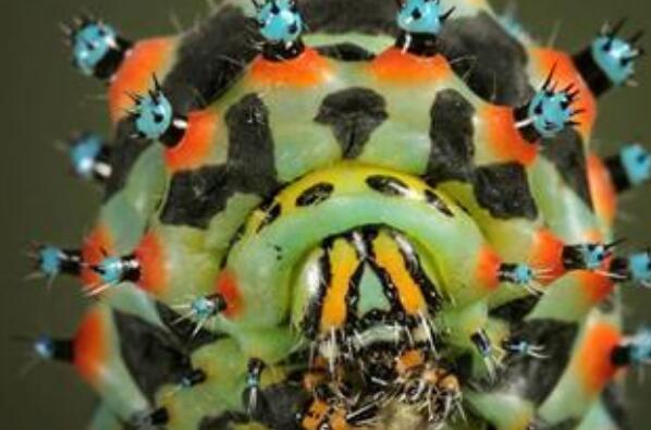 自然界十大怪异昆虫排行榜：蜻蛉上榜，茸毒蛾居榜首