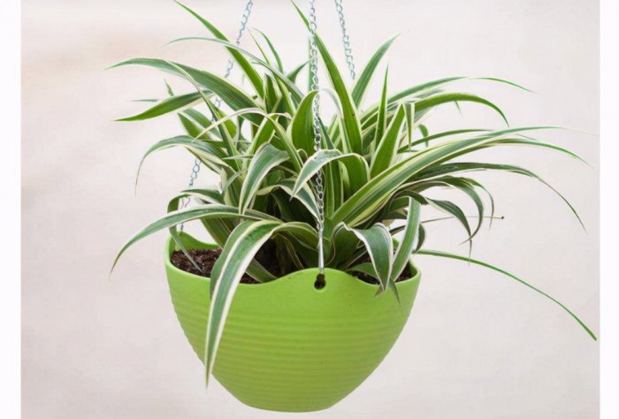 10种室内最好养的植物：常春藤、吊兰均上榜