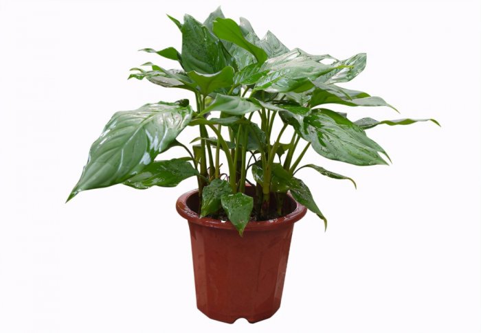 10种室内最好养的植物：常春藤、吊兰均上榜
