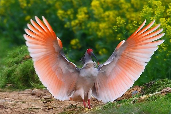 哪些鸟属于国家保护动物？中国十大保护鸟类动物