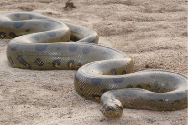 世界上最大的十种蛇：黄金蟒排第七，亚马逊森蚺冠军