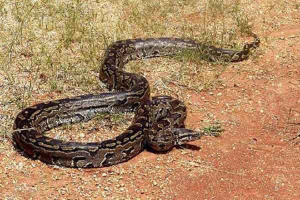 世界上最大的十种蛇：黄金蟒排第七，亚马逊森蚺冠军
