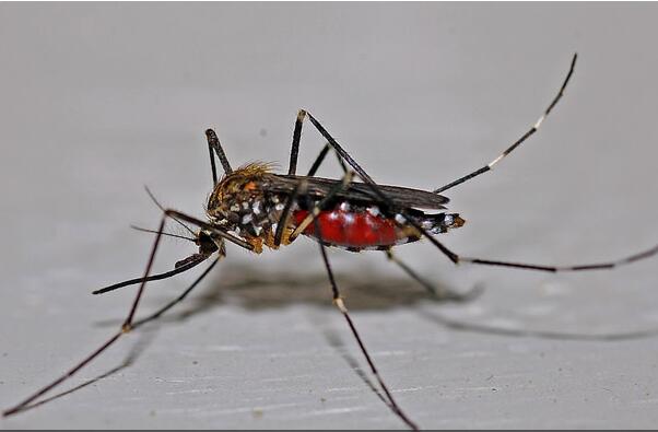 世界十大吸血动物排名，蚊子最为常见排第一