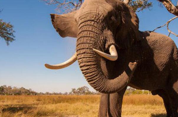 世界十大最高的哺乳动物排名：非洲象屈居第二，长颈鹿冠军