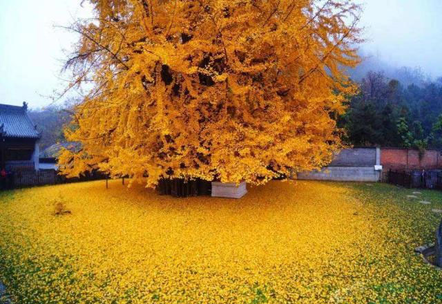 世界最漂亮的六棵树，中国的银杏树排榜首