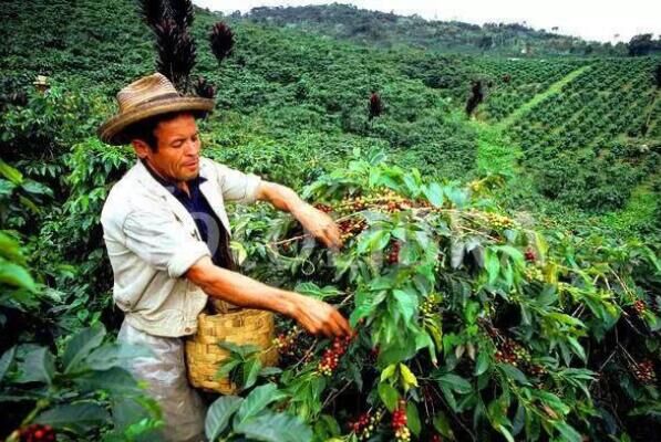 世界十大著名咖啡豆产地：巴西位列第一，云南上榜
