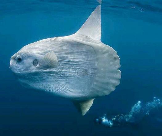 地球上10大最古怪的鱼类：点斑箱鲀上榜，你见过几种？
