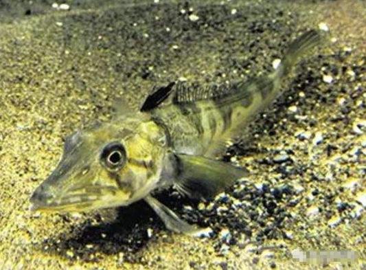 地球上10大最古怪的鱼类：点斑箱鲀上榜，你见过几种？