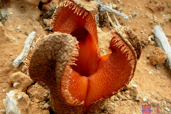 世界上味道最臭的十大植物：大王花、尸香魔芋均榜上有名