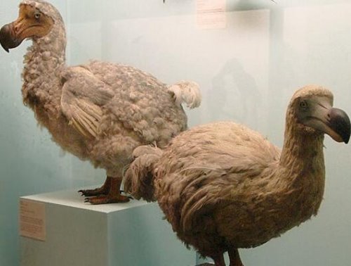 世界上最贵的鸟类化石，渡渡鸟化石价值440万美元