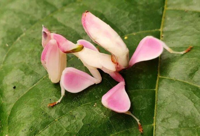 世界上最美丽的螳螂：兰花螳螂外形像兰花，颜值超高