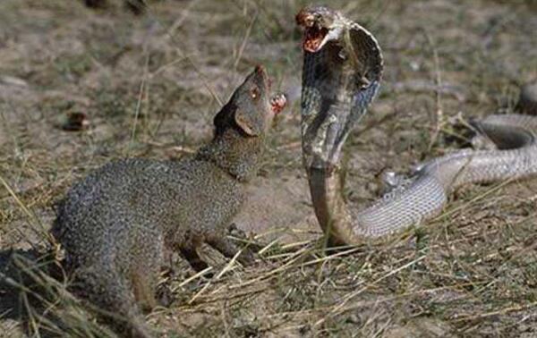 世界上最凶猛的啮齿类动物，食蛇鼠专门吃蛇