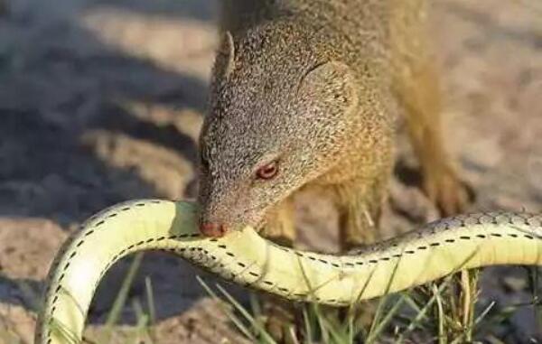 世界上最凶猛的啮齿类动物，食蛇鼠专门吃蛇