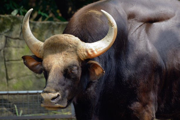 吉尼斯世界上最大的牛是什么：印度野牛体长达3米