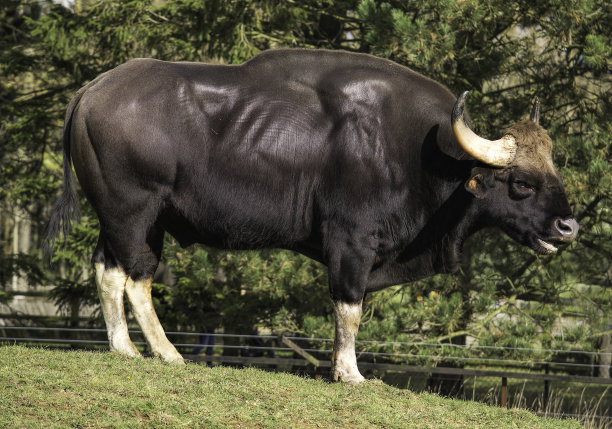 吉尼斯世界上最大的牛是什么：印度野牛体长达3米