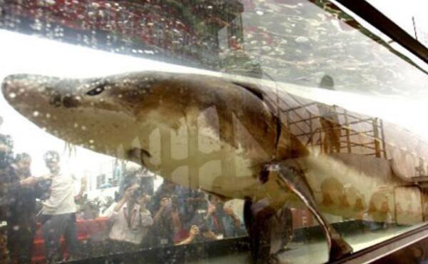 世界上最大的淡水鱼种类：鲟鱼体长可达7米多