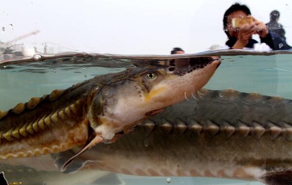 世界上最大的淡水鱼种类：鲟鱼体长可达7米多