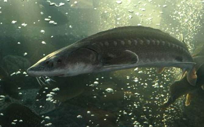 十大最大的淡水鱼排行榜，欧洲鳇体型排第一