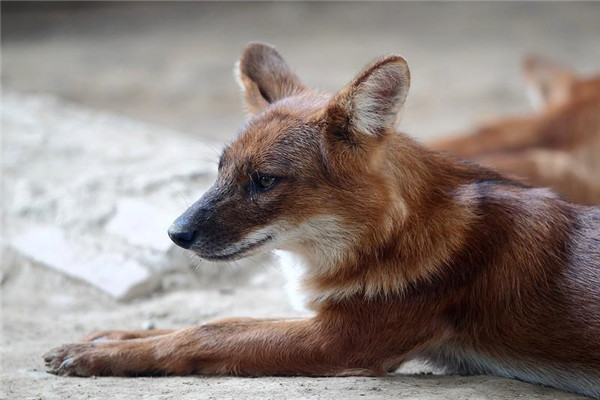 世界十大珍稀独特物种之一：红狼数量极其稀少