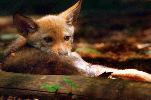 世界十大珍稀独特物种之一：红狼数量极其稀少