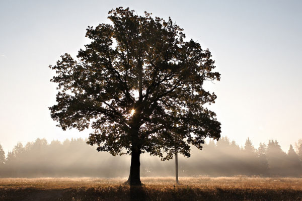 世界上最孤单的树：坎贝尔岛锡卡云杉仅一颗