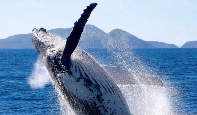仅次于蓝鲸的世界上第二大鲸：当属长须鲸，最长达26.8米