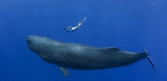 仅次于蓝鲸的世界上第二大鲸：当属长须鲸，最长达26.8米