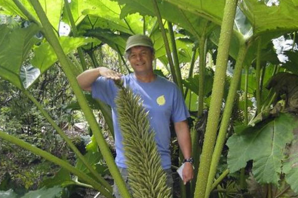 世界上最大的树叶：大根乃拉草最长3米宽