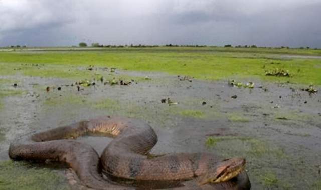 世界上现存最大的蛇：绿水蚺体长可达8米