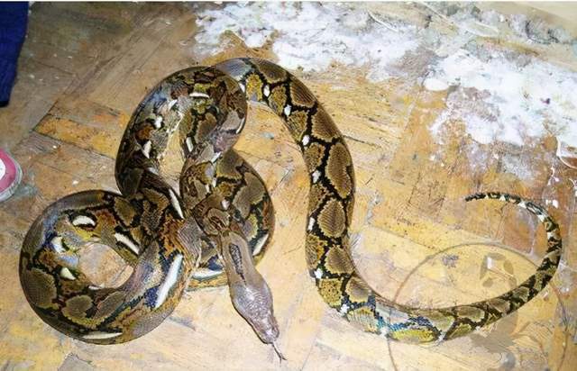 世界上现存最大的蛇：绿水蚺体长可达8米