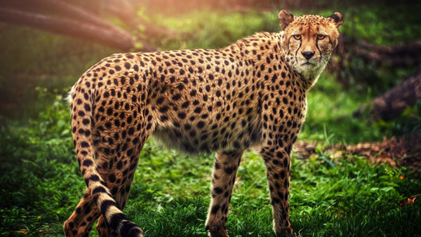 世界十大反应最快的动物排名，猎豹夺得第一名