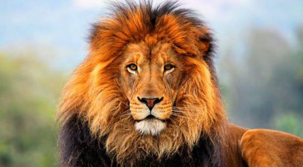 世界十大反应最快的动物排名，猎豹夺得第一名