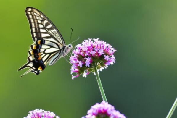 世界十大最出名的蝴蝶，金斑喙凤蝶是中国特有珍品