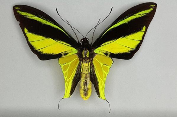 世界十大最出名的蝴蝶，金斑喙凤蝶是中国特有珍品