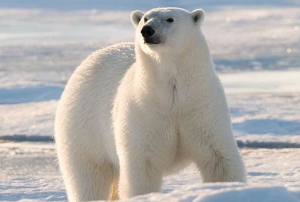 世界最厉害的十大食肉动物：棕熊上榜，虎鲸独占鳌头