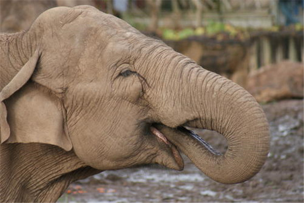 世界上鼻子最长的动物：亚洲象鼻子最长达1.86米