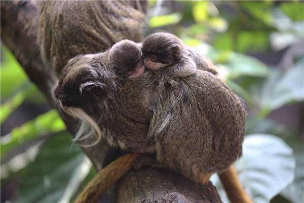 世界上鼻子最小的动物：狨猴鼻子仅1厘⽶