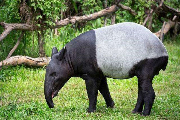 世界第二长鼻子的动物，马来貘鼻子可超过30厘米