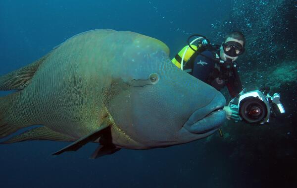 世界上最大的珊瑚鱼类：苏眉鱼体长超2米，重达400斤