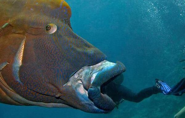 世界上最大的珊瑚鱼类：苏眉鱼体长超2米，重达400斤