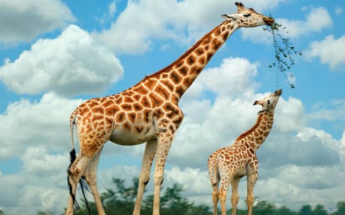 世界上脖子最长的动物，长颈鹿脖子有2米长