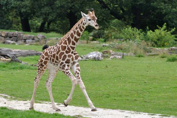 世界上脖子最长的动物，长颈鹿脖子有2米长