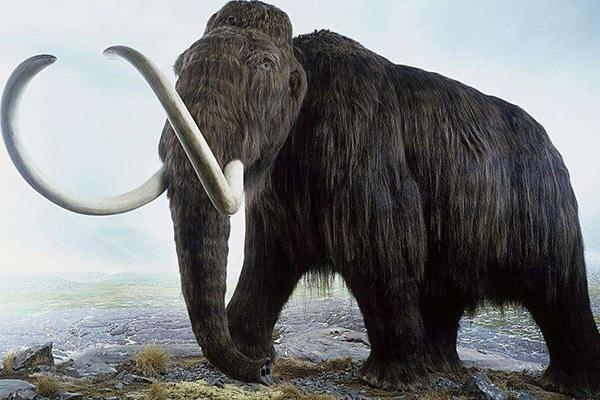 地球上7大史前动物：猛犸象上榜，恐龙排首位
