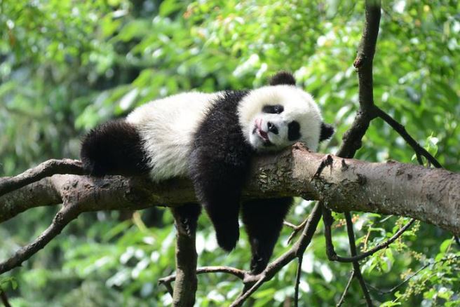 世界最笨的七大动物，考拉和国宝熊猫全上榜