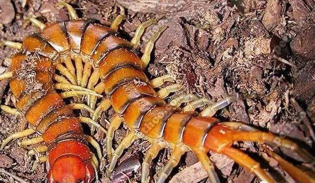 世界十大最毒蜈蚣排名，第一名是加拉帕格斯巨人蜈蚣