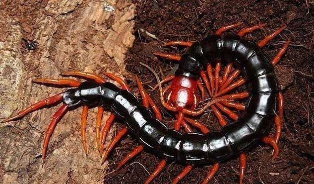 世界十大最毒蜈蚣排名，第一名是加拉帕格斯巨人蜈蚣