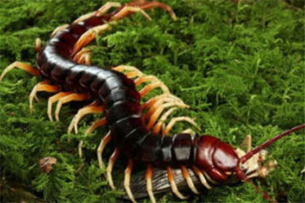 世界十大巨型蜈蚣，中国红巨龙蜈蚣上榜