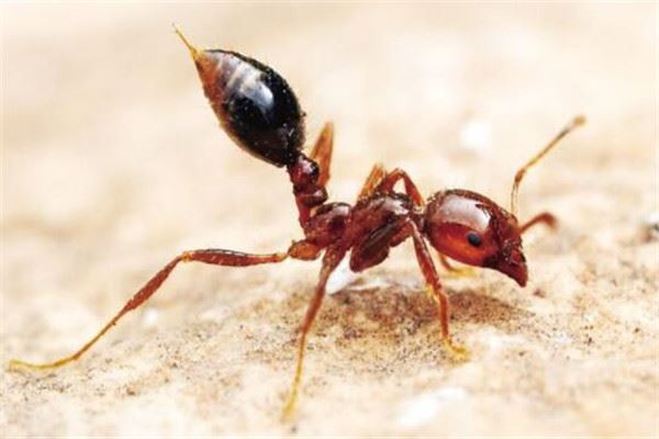 世界十大最强昆虫排名：大黄蜂第三，红火蚁荣获冠军