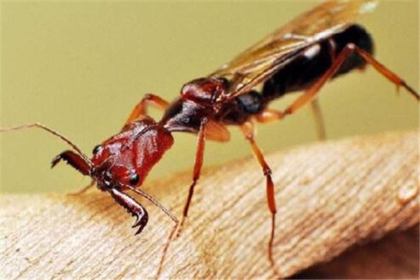 世界十大最强昆虫排名：大黄蜂第三，红火蚁荣获冠军
