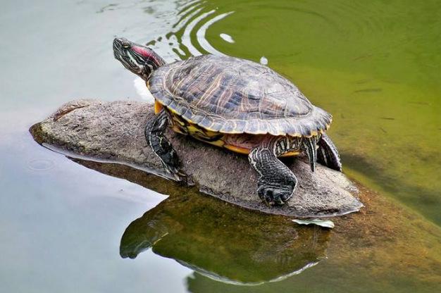 全球10大最凶猛的乌龟：棱皮龟和鳄龟全入榜，你敢养吗？
